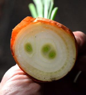 Многозачатковый лук для выгонки пера