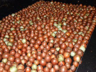 Мостовой способ посадки лука на перо