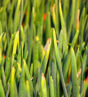 Желтеют и сохнут кончики пера у лука