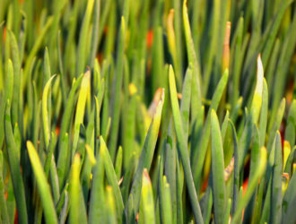 Желтеют и сохнут кончики пера у лука