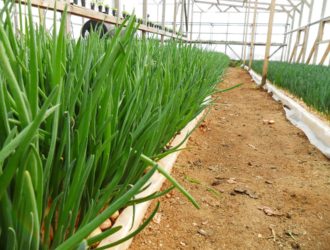Уход за грядкой с зеленым луком
