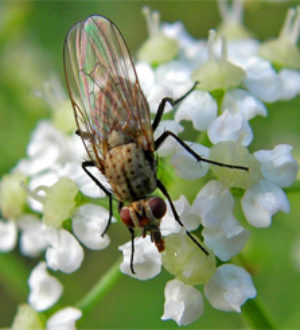 Как бороться с луковой мухой