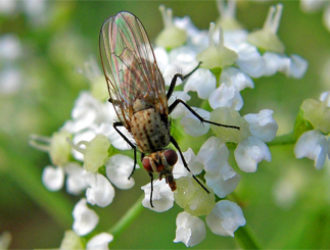 Как бороться с луковой мухой