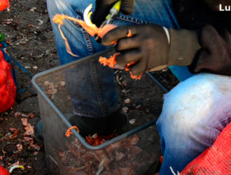 Подготовка лука к посадке