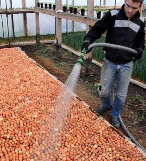 Полив лука на перо