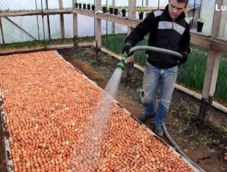 Полив лука на перо