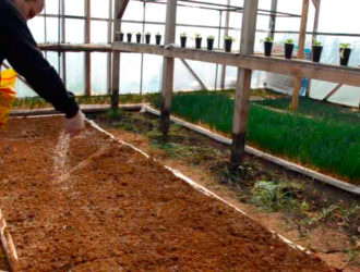 Подготовка грядки из опилок перед посадкой лука