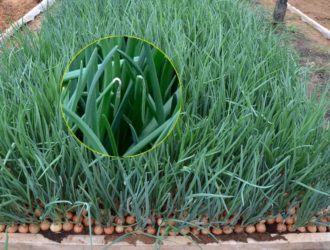 Вянут и сохнут кончики пера