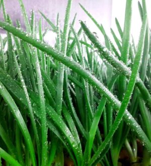 Полив зеленого лука