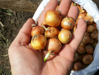 Лук севок — посадка весной, выращивание и уход в открытом грунте