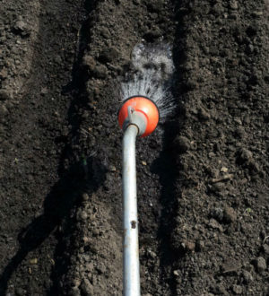 Полив лука в открытом грунте