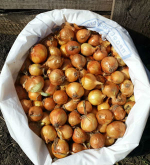 Посадка севка лука Штутгартер Ризен в открытый грунт