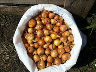 Посадка севка лука Штутгартер Ризен в открытый грунт