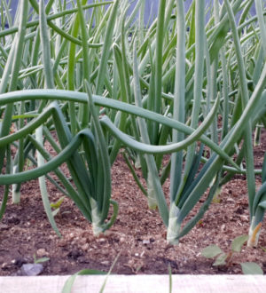 Выращивание лука и уход за ним