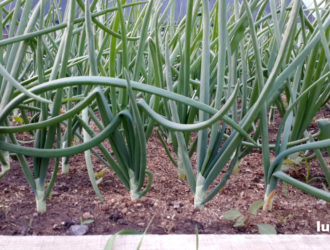 Выращивание лука и уход за ним