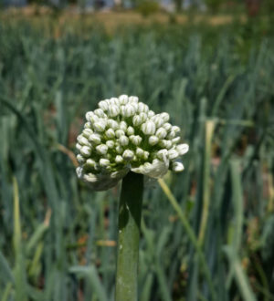 Что делать если лук пошел в стрелку