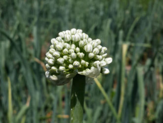 Что делать если лук пошел в стрелку