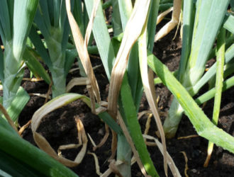 Желтеет лук на грядке