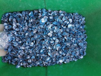 Выращивание зеленого лука из семян