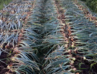 Когда убирать лук с грядки на хранение