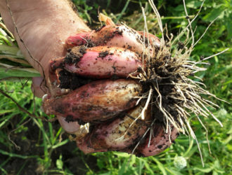 Выращивание лук-шалот сорт Сорокозубка