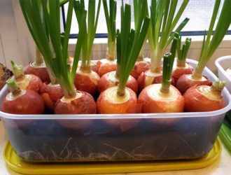 Зеленый лук на подоконнике