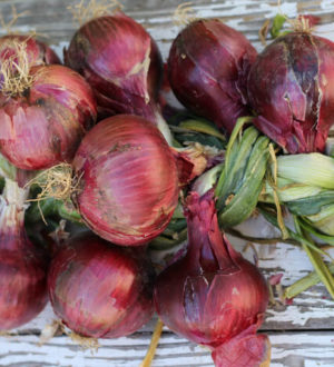 Коса из лука или как плести лук косой на хранение на зиму