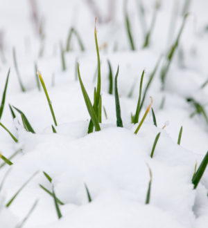 Посадка лука под зиму в открытый грунт осенью
