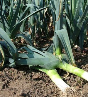 Лук порей выращивание, посадка и уход в открытом грунте