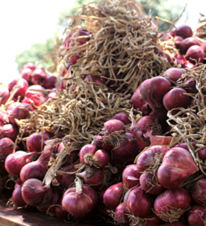 Лук Шалот, посадка, уход ивыращивание