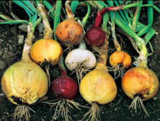 37 лучших сортов для выращивания репчатого лука